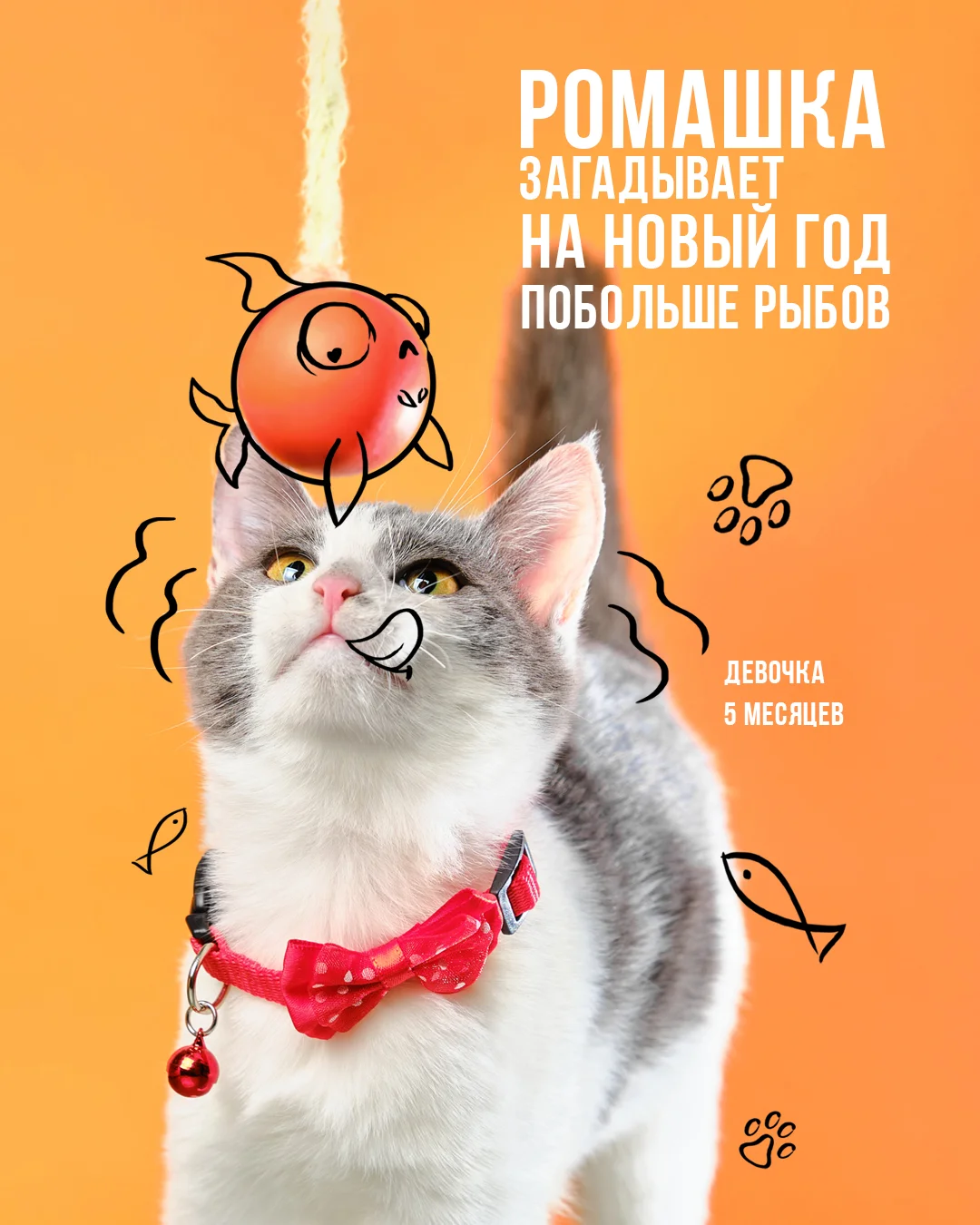 Animal Shelter – Fotografie 4