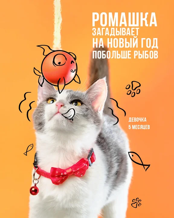 Animal Shelter – фотография 4