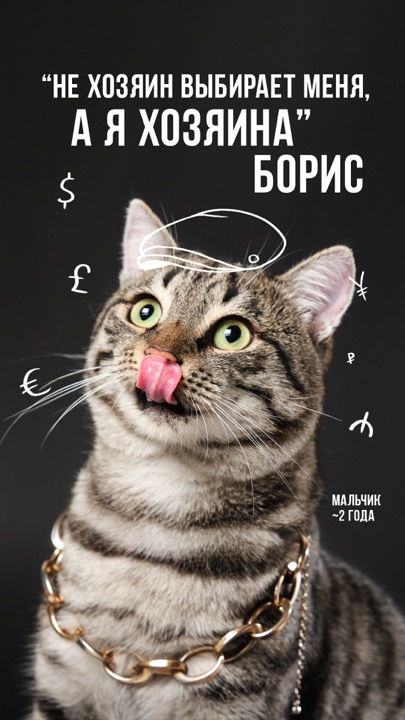 Animal Shelter – фотограф Михаэль Корт